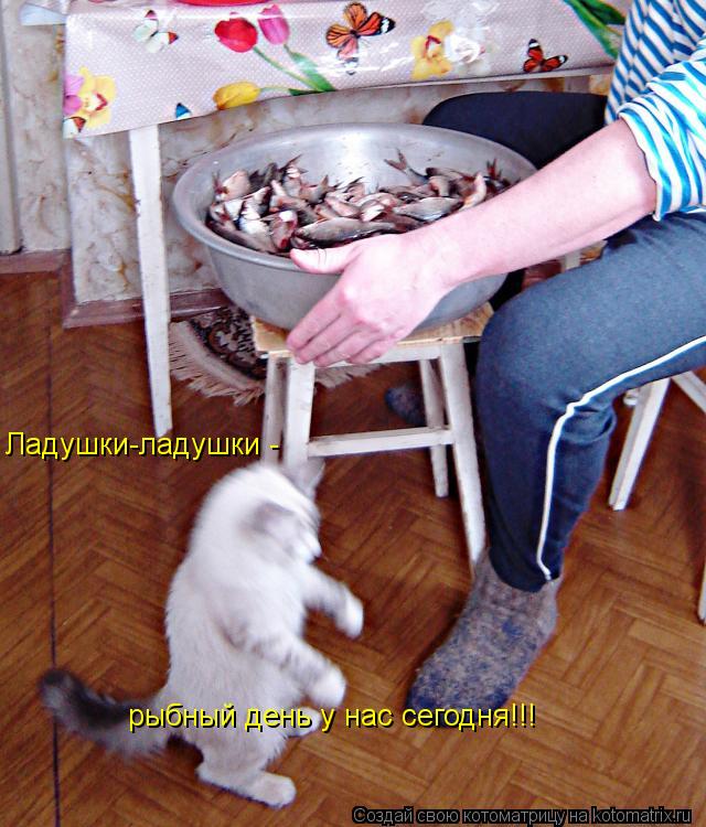 Ладушки-ладушки - рыбный день у нас сегодня!!!... Котоматрица: Ладушки-ладушки - рыбный день у нас сегодня!!!