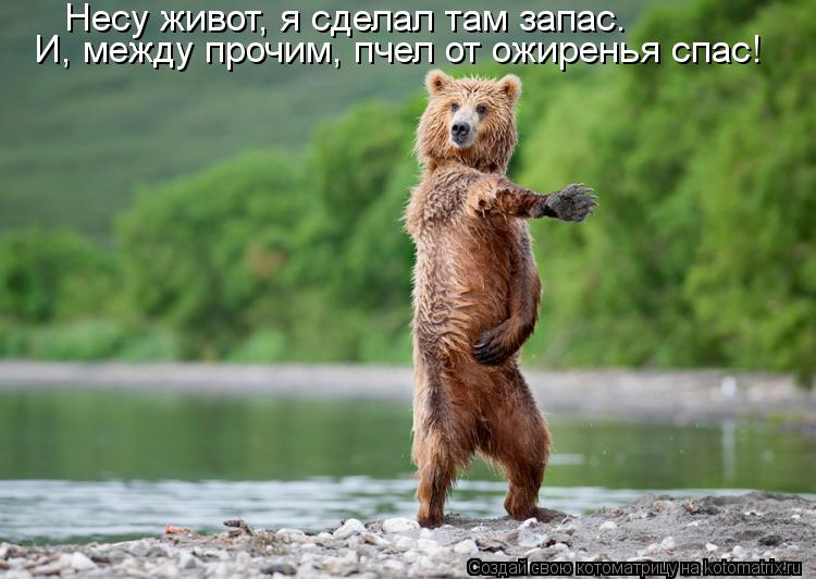 Несу живот, я сделал там запас. И, между прочим, пчел от ожиренья спас!... Котоматрица: Несу живот, я сделал там запас. И, между прочим, пчел от ожиренья спас!