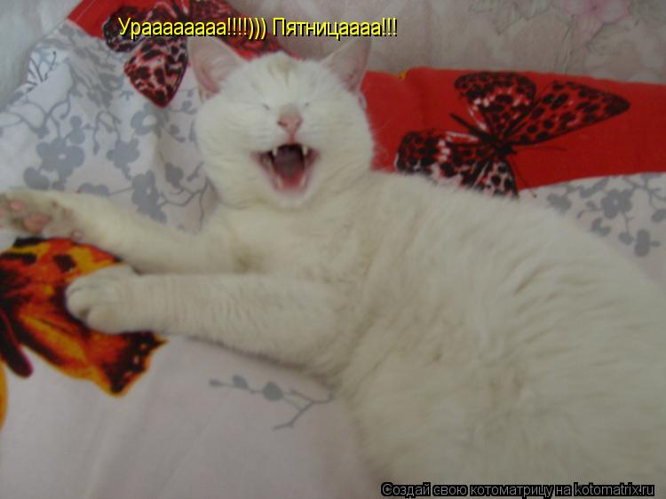 Ураааааааа!!!!))) Пятницаааа!!!... Котоматрица: Ураааааааа!!!!))) Пятницаааа!!!