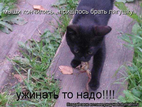 ужинать то надо!!!! мыши кончились...пришлось брать лягушку..... Котоматрица: ужинать то надо!!!! мыши кончились...пришлось брать лягушку..