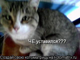 ЧЕ уставился???... Котоматрица: ЧЕ уставился???