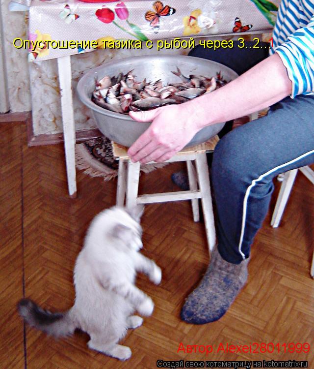 Опустошение тазика с рыбой через 3..2... 1 Автор:Alexei28011999... Котоматрица: Опустошение тазика с рыбой через 3..2... 1 Автор:Alexei28011999