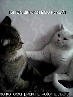 Ты где шлялся всю ночь?!... Котоматрица: Ты где шлялся всю ночь?!