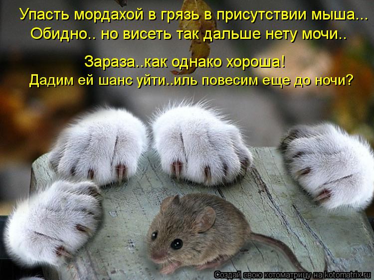 Упасть мордахой в грязь в присутствии мыша... Обидно.. но висеть так дальше нету мочи.. Зараза..как о... Котоматрица: Упасть мордахой в грязь в присутствии мыша... Обидно.. но висеть так дальше нету мочи.. Зараза..как однако хороша! Дадим ей шанс уйти..иль повес