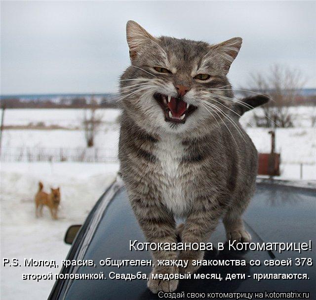 Котоказанова в Котоматрице! P.S. Молод, красив, общителен, жажду знакомства со своей 378 второй полов... Котоматрица: Котоказанова в Котоматрице! P.S. Молод, красив, общителен, жажду знакомства со своей 378 второй половинкой. Свадьба, медовый месяц, дети - прила
