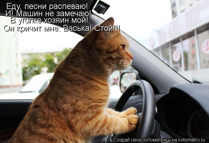 Еду, песни распеваю! И! Машин не замечаю! В уголке хозяин мой! Он кричит мне: Васька! Стой!!!... Котоматрица: Еду, песни распеваю! И! Машин не замечаю! В уголке хозяин мой! Он кричит мне: Васька! Стой!!!