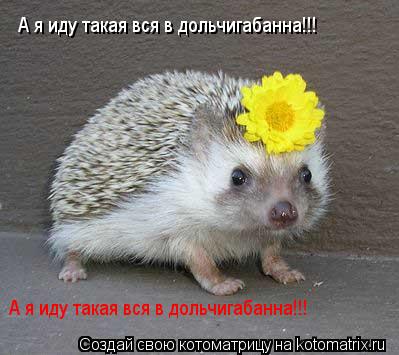 А я иду такая вся в дольчигабанна!!! А я иду такая вся в дольчигабанна!!!... Котоматрица: А я иду такая вся в дольчигабанна!!! А я иду такая вся в дольчигабанна!!!