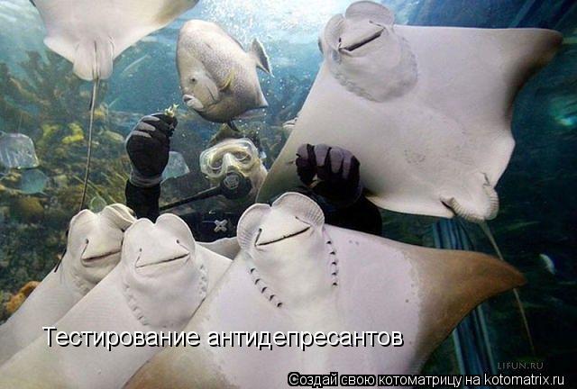 Тестирование антидепресантов... Котоматрица: Тестирование антидепресантов