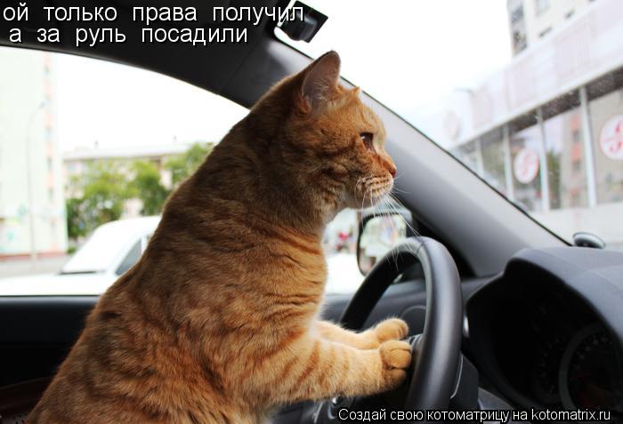 ой только права получил а за руль посадили... Котоматрица: ой только права получил а за руль посадили