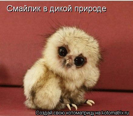 Смайлик в дикой природе... Котоматрица: Смайлик в дикой природе