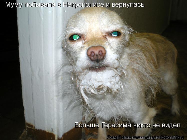 Муму побывала в Некрополисе и вернулась Больше Герасима никто не видел... Котоматрица: Муму побывала в Некрополисе и вернулась Больше Герасима никто не видел