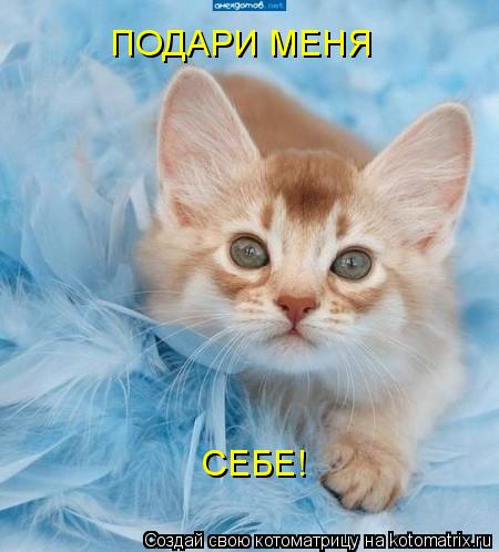 ПОДАРИ МЕНЯ СЕБЕ!... Котоматрица: ПОДАРИ МЕНЯ СЕБЕ!