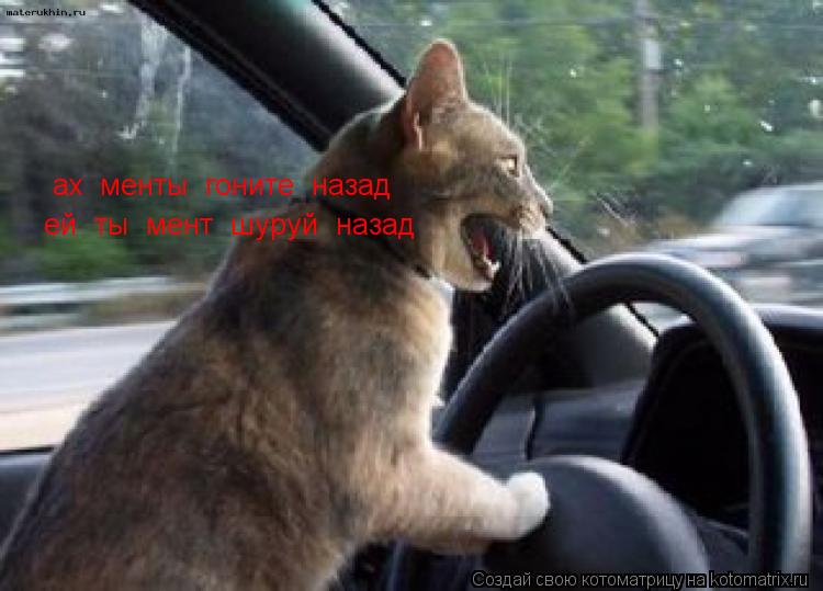 ах менты гоните назад ей ты мент шуруй назад... Котоматрица: ах менты гоните назад ей ты мент шуруй назад