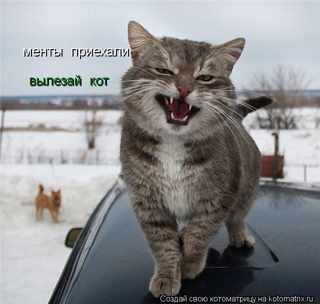 менты приехали вылезай кот... Котоматрица: менты приехали вылезай кот