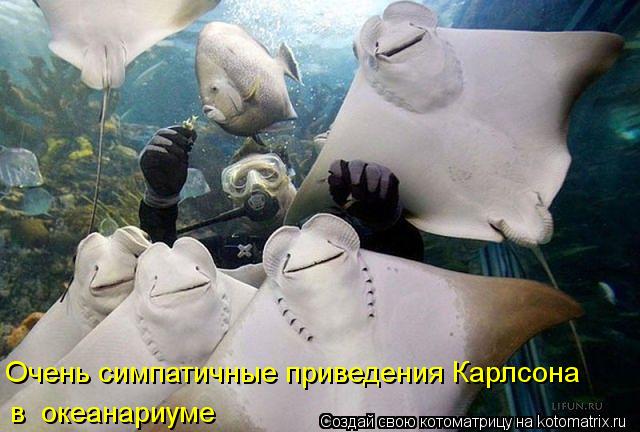 Очень симпатичные приведения Карлсона в океанариуме... Котоматрица: Очень симпатичные приведения Карлсона в океанариуме