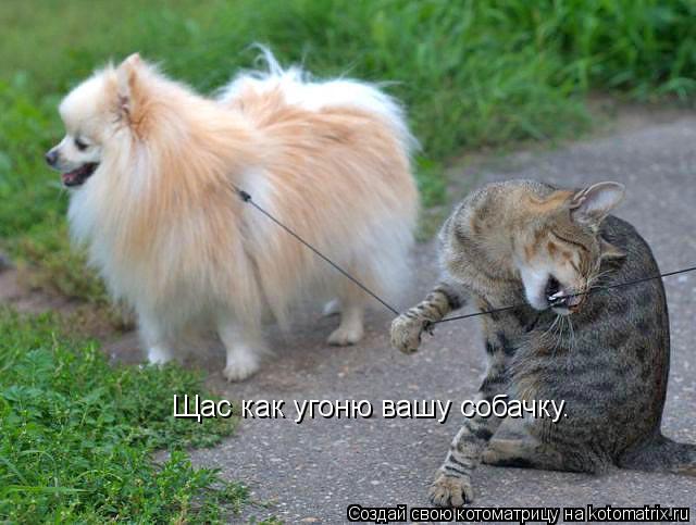 Щас как угоню вашу собачку.... Котоматрица: Щас как угоню вашу собачку.