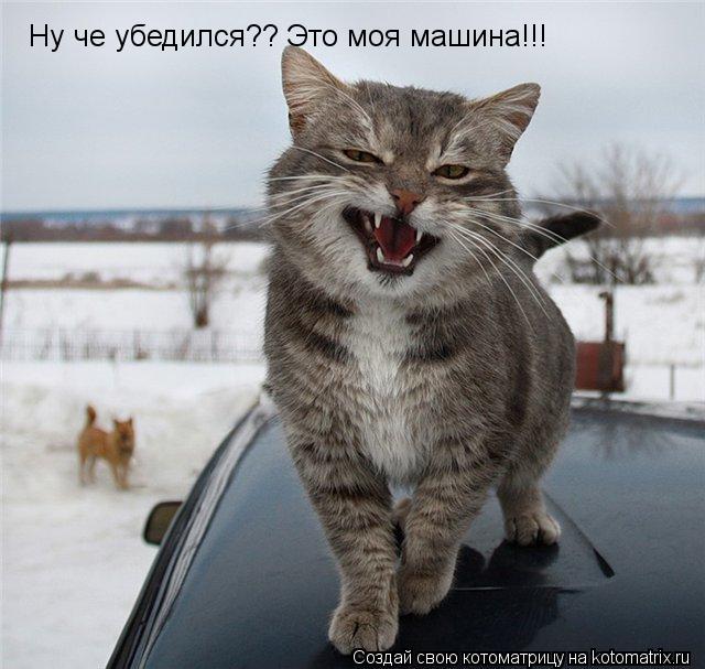 Ну че убедился?? Это моя машина!!!... Котоматрица: Ну че убедился?? Это моя машина!!!