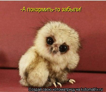 -А покормить-то забыли!... Котоматрица: -А покормить-то забыли!