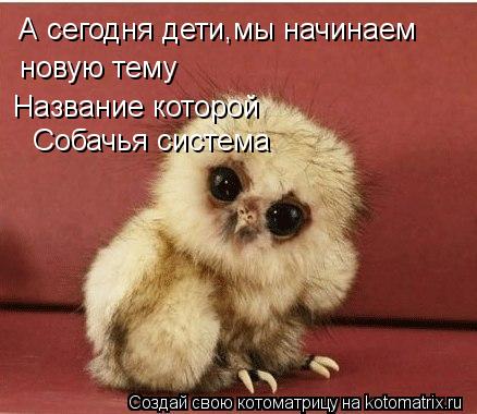 А сегодня дети,мы начинаем новую тему Название которой Собачья система... Котоматрица: А сегодня дети,мы начинаем новую тему Название которой Собачья система