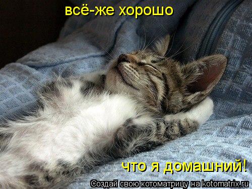 всё-же хорошо что я домашний!... Котоматрица: всё-же хорошо что я домашний!