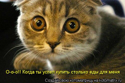 О-о-о!! Когда ты успел купить столько еды для меня... Котоматрица: О-о-о!! Когда ты успел купить столько еды для меня