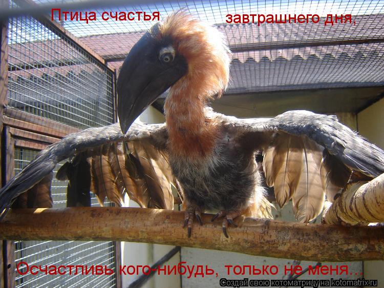 Птица счастья завтрашнего дня, Осчастливь кого-нибудь, только не меня...... Котоматрица: Птица счастья завтрашнего дня, Осчастливь кого-нибудь, только не меня...