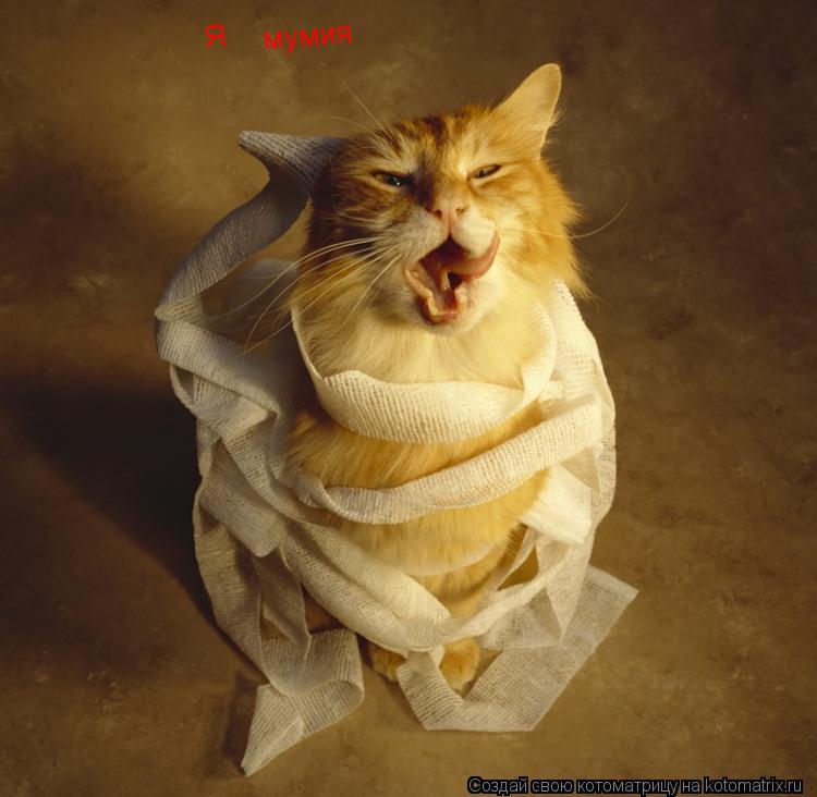 Я мумия... Котоматрица: Я мумия