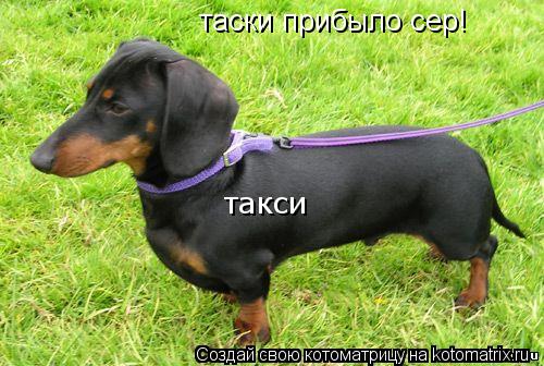 такси таски прибыло сер!... Котоматрица: такси таски прибыло сер!