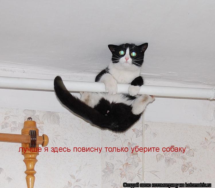 лучше я здесь повисну только уберите собаку... Котоматрица: лучше я здесь повисну только уберите собаку