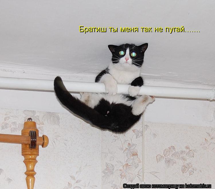 Братиш ты меня так не пугай.......... Котоматрица: Братиш ты меня так не пугай.......