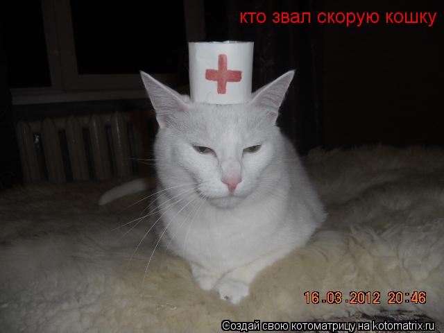 кто звал скорую кошку... Котоматрица: кто звал скорую кошку