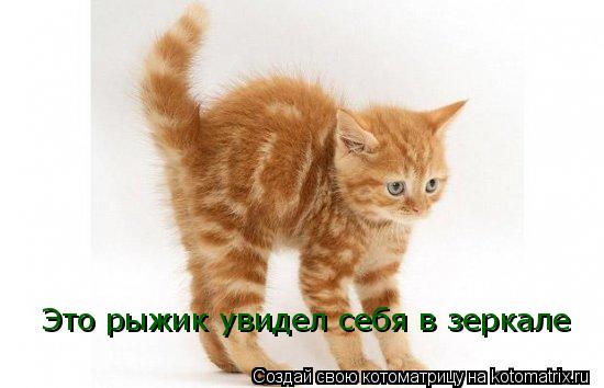 Это рыжик увидел себя в зеркале... Котоматрица: Это рыжик увидел себя в зеркале