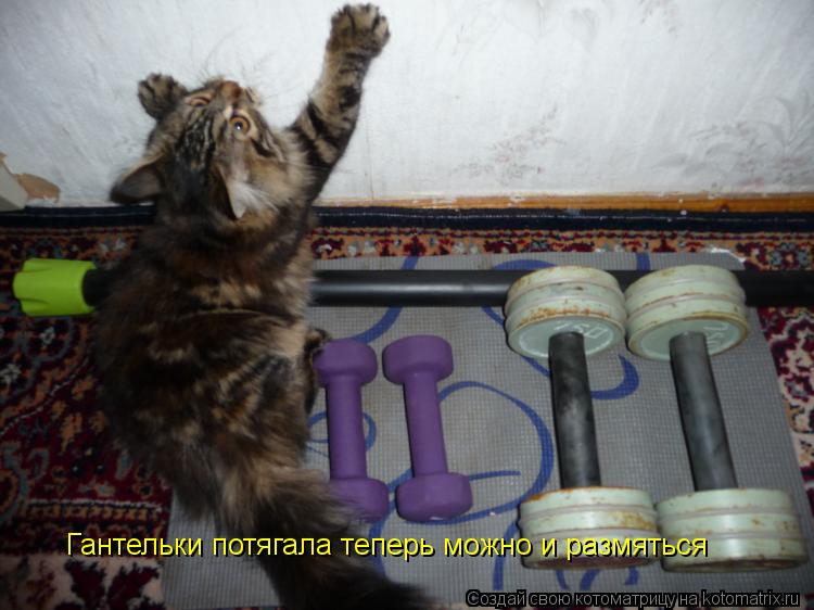 Гантельки потягала теперь можно и размяться... Котоматрица: Гантельки потягала теперь можно и размяться