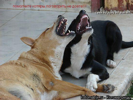 помолчите котяры поговорить не доёте!!! сами на луну не войте!!1... Котоматрица: помолчите котяры поговорить не доёте!!! сами на луну не войте!!1