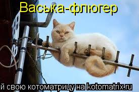 Васька-флюгер... Котоматрица: Васька-флюгер