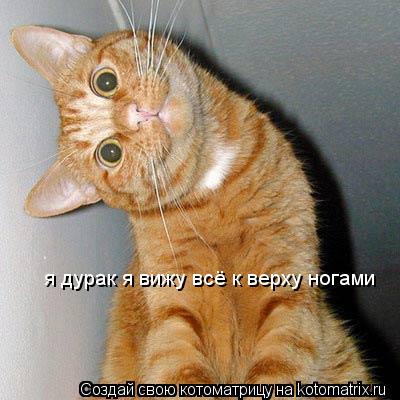 я дурак я вижу всё к верху ногами... Котоматрица: я дурак я вижу всё к верху ногами