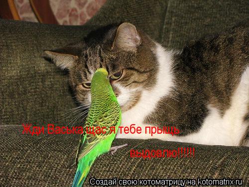 Жди Васька щас я тебе прыщь выдовлю!!!!!!... Котоматрица: Жди Васька щас я тебе прыщь выдовлю!!!!!!
