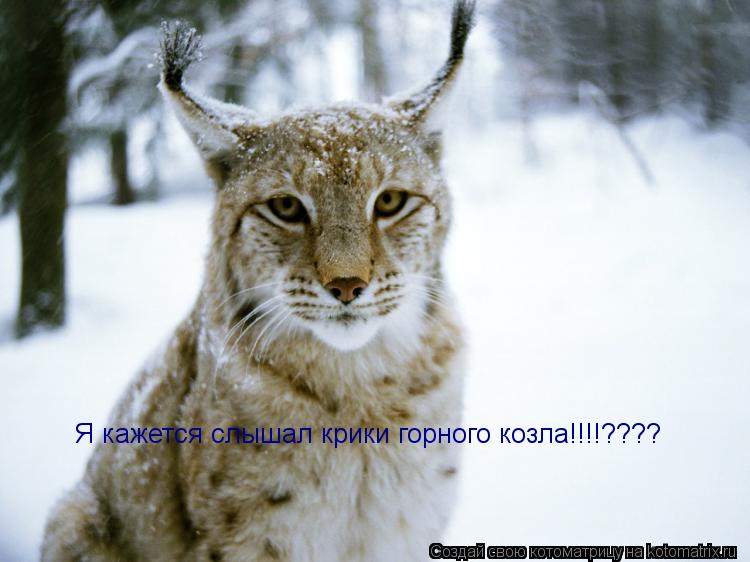 Я кажется слышал крики горного козла!!!!????... Котоматрица: Я кажется слышал крики горного козла!!!!????