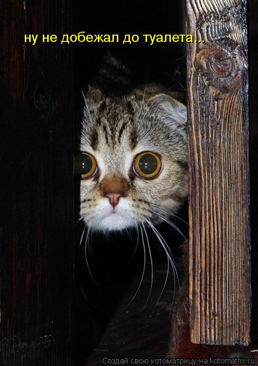 ну не добежал до туалета...... Котоматрица: ну не добежал до туалета...