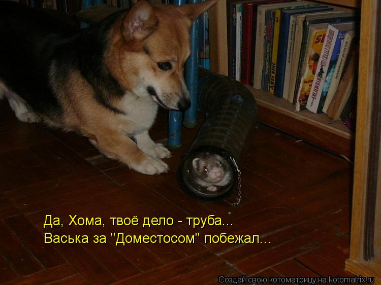 Да, Хома, твоё дело - труба... Васька за "Доместосом" побежал...... Котоматрица: Да, Хома, твоё дело - труба... Васька за "Доместосом" побежал...