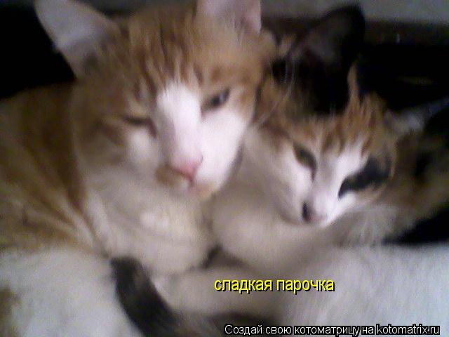 сладкая парочка... Котоматрица: сладкая парочка