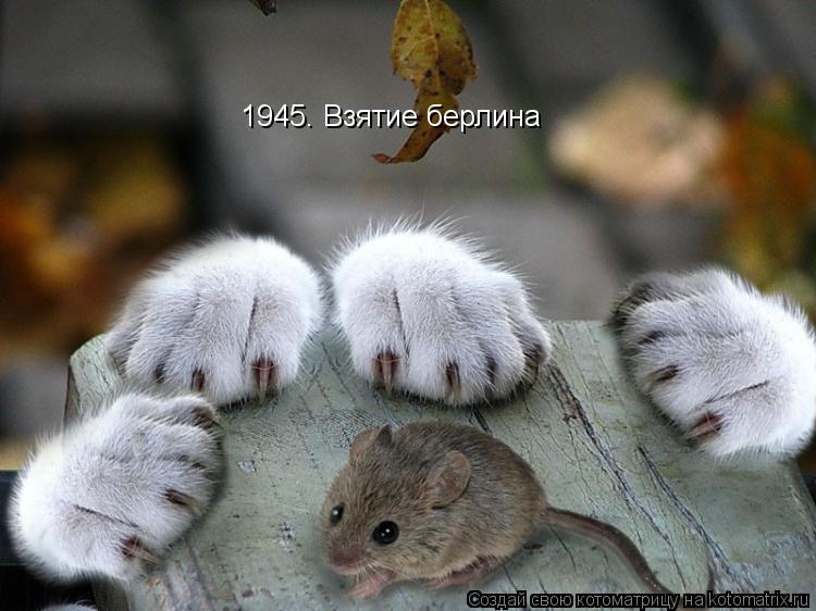 1945. Взятие берлина... Котоматрица: 1945. Взятие берлина