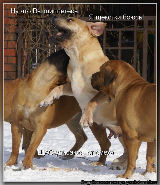Ну что Вы щиплетесь....... Я щекотки боюсь! ЩАС уписаюсь от смеха........ Котоматрица: Ну что Вы щиплетесь....... Я щекотки боюсь! ЩАС уписаюсь от смеха.....