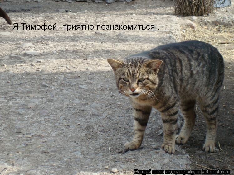 Я Тимофей, приятно познакомиться...... Котоматрица: Я Тимофей, приятно познакомиться...