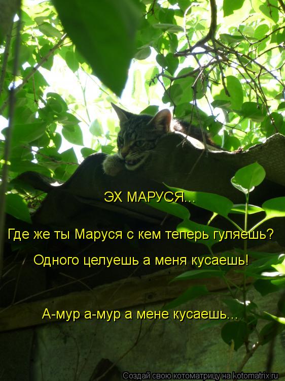 ЭХ МАРУСЯ... Где же ты Маруся с кем теперь гуляешь? Одного целуешь а меня кусаешь! А-мур а-мур а мен... Котоматрица: ЭХ МАРУСЯ... Где же ты Маруся с кем теперь гуляешь? Одного целуешь а меня кусаешь! А-мур а-мур а мене кусаешь...