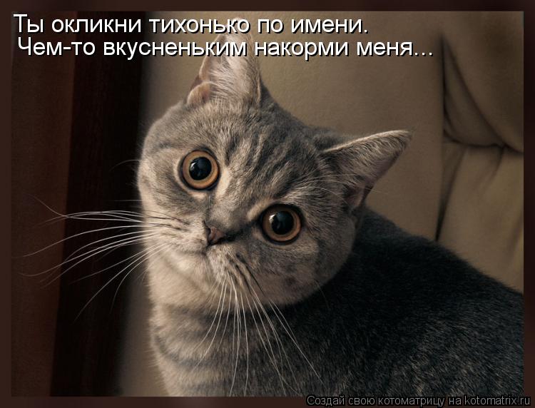 Ты окликни тихонько по имени. Чем-то вкусненьким накорми меня...... Котоматрица: Ты окликни тихонько по имени. Чем-то вкусненьким накорми меня...