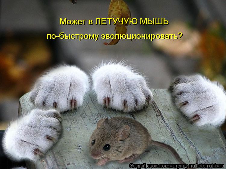 Может в ЛЕТУЧУЮ МЫШЬ по-быстрому эволюционировать?... Котоматрица: Может в ЛЕТУЧУЮ МЫШЬ по-быстрому эволюционировать?