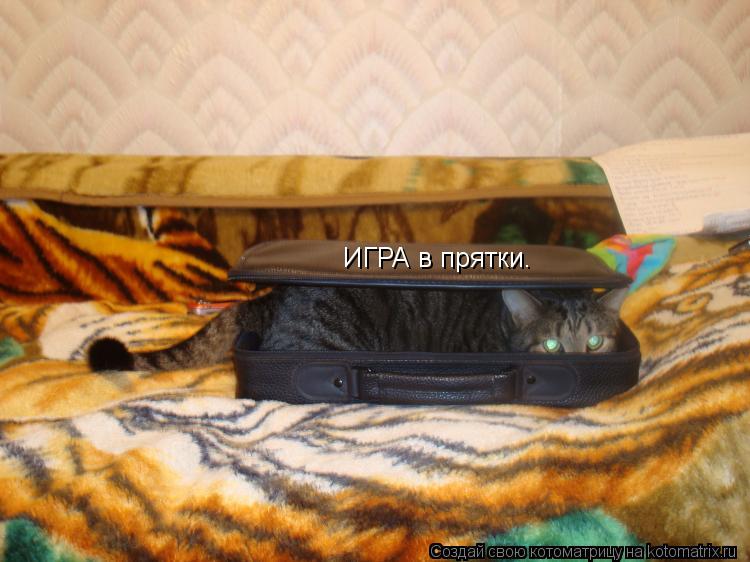 ИГРА в прятки.... Котоматрица: ИГРА в прятки.