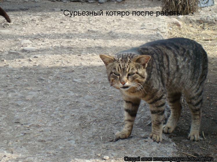 Сурьезный котяро после работы... Котоматрица: Сурьезный котяро после работы