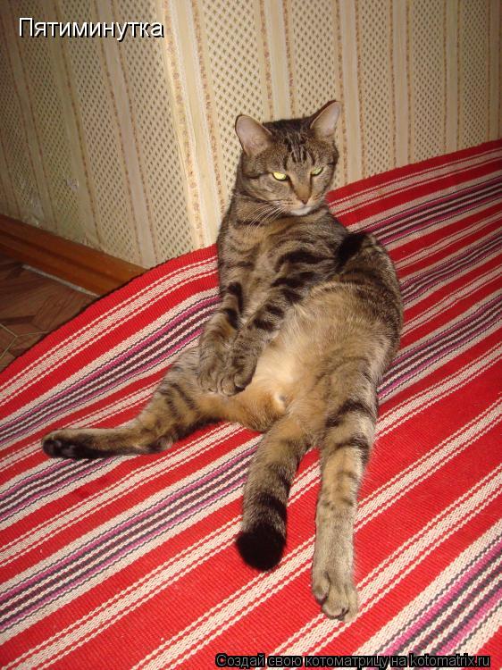 Пятиминутка... Котоматрица: Пятиминутка